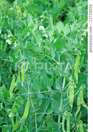 Flowering Shrubs green peas in the garden Flowering Shrubs green peas in the garden 11718026
