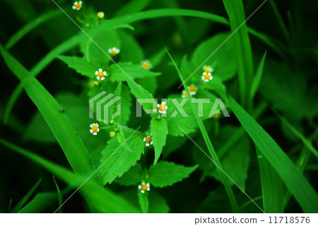 Small peacock flowers Small peacock flowers 11718576