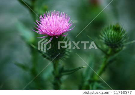 No Scenic Flower No Scenic Flower 11718577