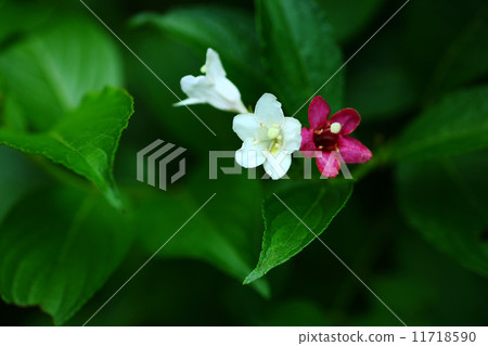 hakonnettsugi花 11718590