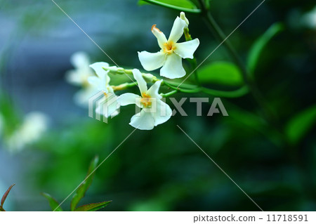 Tea Cazra Flower 11718591