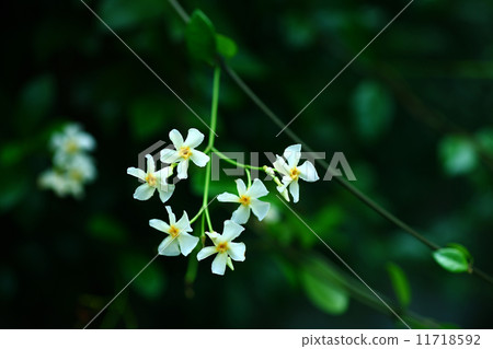 Tea Cazra Flower Tea Cazra Flower 11718592