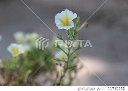 宮島水族館 11719252