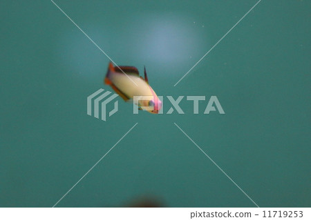 Miyajima Aquarium 11719253