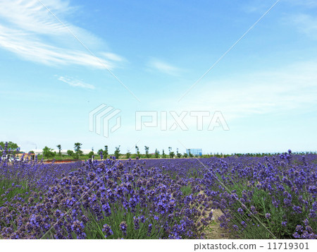 Monbetsu lavender field Monbetsu lavender field 11719301