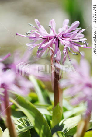 Shojo Bakama 11719341