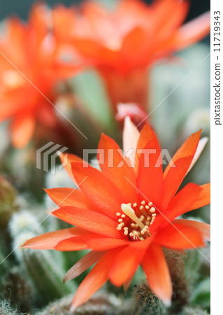 Sandalwood flowers 11719343
