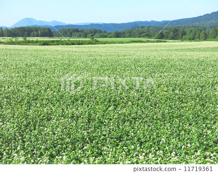 Buckwheat field Buckwheat field 11719361