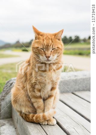 Ginger cat Ginger cat 11719418