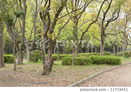 Park scenic Park scenic 11719451