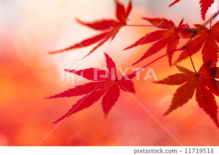 楓 楓 11719518