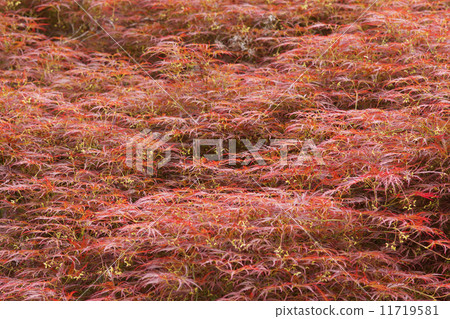 Momiji (reddened pot) 11719581