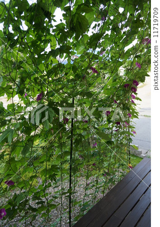 Asagao的綠色窗簾 11719709