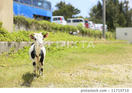 Goat in Kumejima Goat in Kumejima 11719718