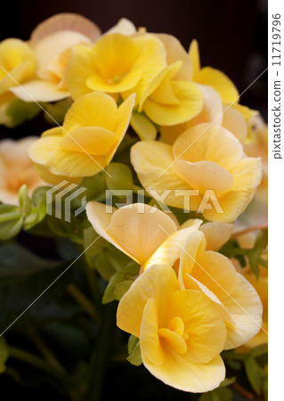 Legers · Begonia 11719796