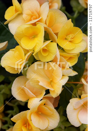 Legers · Begonia 11719797