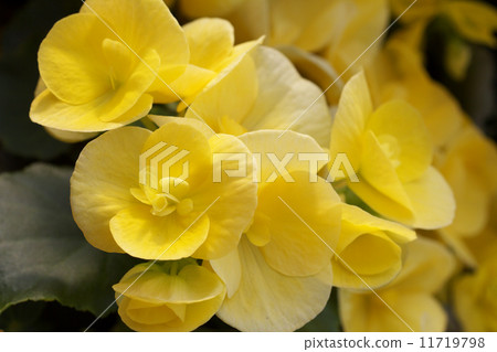 Legers · Begonia 11719798