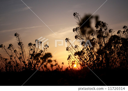 The sunset and rape blossoms silhouette 11720314