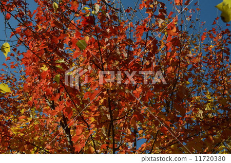 Autumn leaves Autumn leaves 11720380