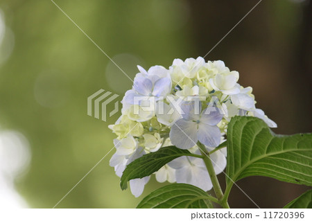 hydrangea   11720396