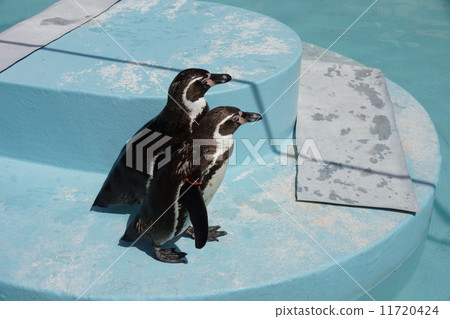 Humboldt Penguin 11720424