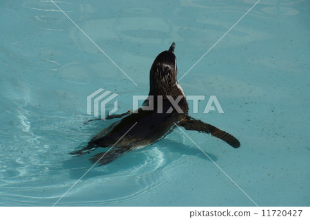 Humboldt Penguin Humboldt Penguin 11720427