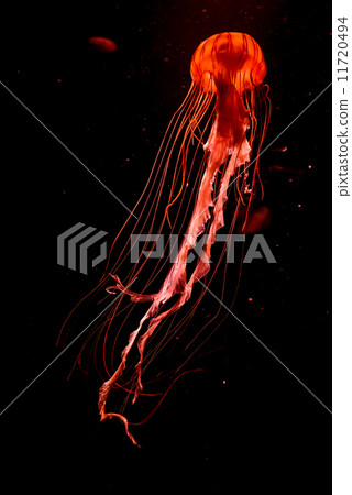 Northern Sea Nettle - 400 Northern Sea Nettle - 400 11720494