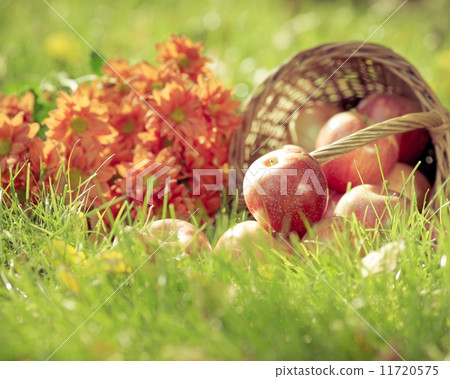 Fruits and flowers in autumn 11720575