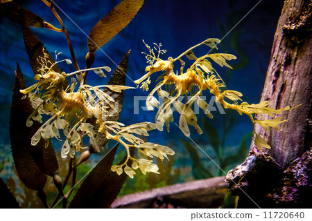 Leafy Seadragon - 1020 Leafy Seadragon - 1020 11720640