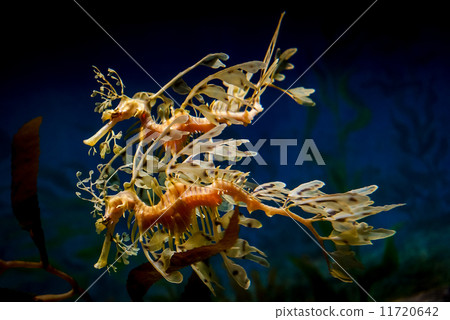 Leafy Seadragon - 1002 11720642