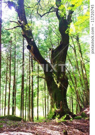 Sacred tree of the spinal tree 11720745