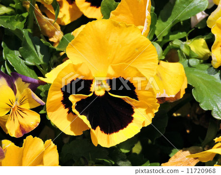 Viola / Hachioji Viola / Hachioji 11720968