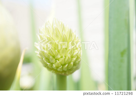 新鮮的蔥 11721298