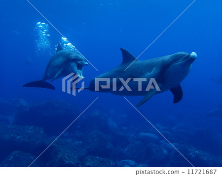 Dolphin Dolphin 11721687