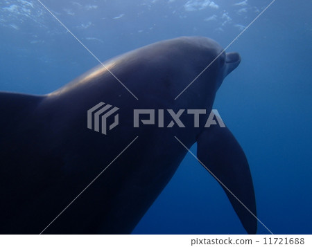 Dolphin Dolphin 11721688
