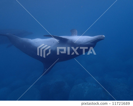 Dolphin Dolphin 11721689