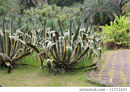 Hatsushima的龍舌蘭 Hatsushima的龍舌蘭 11721824