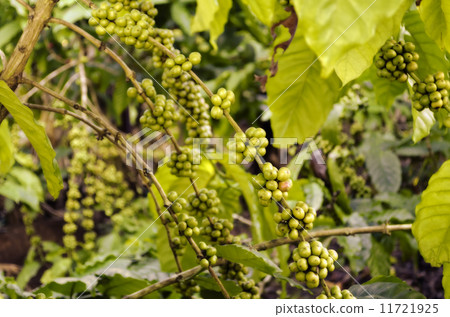 Coffee Beans Coffee Beans 11721925