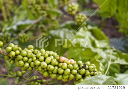 Coffee Beans Coffee Beans 11721929