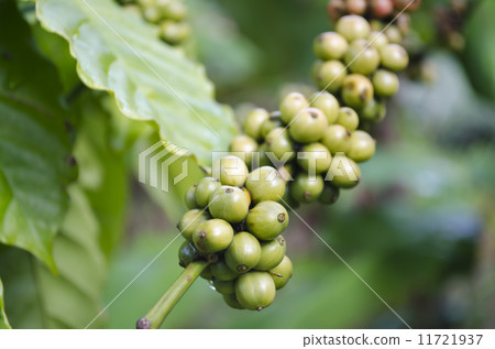 Coffee Beans Coffee Beans 11721937