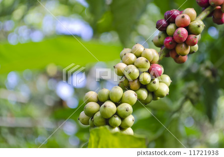 Coffee Beans Coffee Beans 11721938