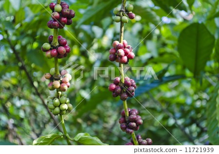Coffee Beans Coffee Beans 11721939