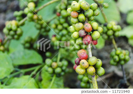 Coffee Beans Coffee Beans 11721940