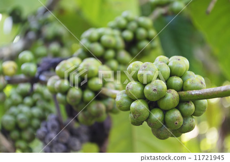 Coffee Beans Coffee Beans 11721945