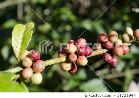 Coffee Beans Coffee Beans 11721947
