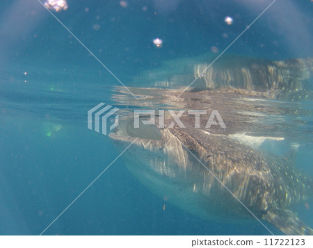 Whale shark Whale shark 11722123