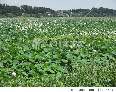 Lice growing group of summer Lake Teganuma lotuses blooming Lice growing group of summer Lake Teganuma lotuses blooming 11722385