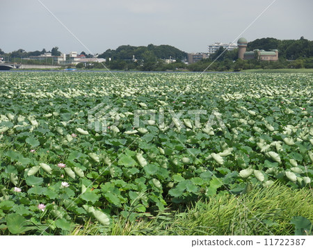 蝨子生長小組夏天湖Teganuma蓮花開花 蝨子生長小組夏天湖Teganuma蓮花開花 11722387