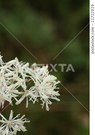 Larchaceous 11722819