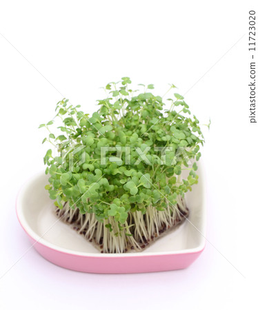 Buds of mustard Buds of mustard 11723020